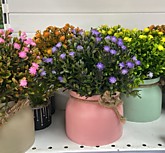 Растение декор. в кашпо Гипсофила (6)